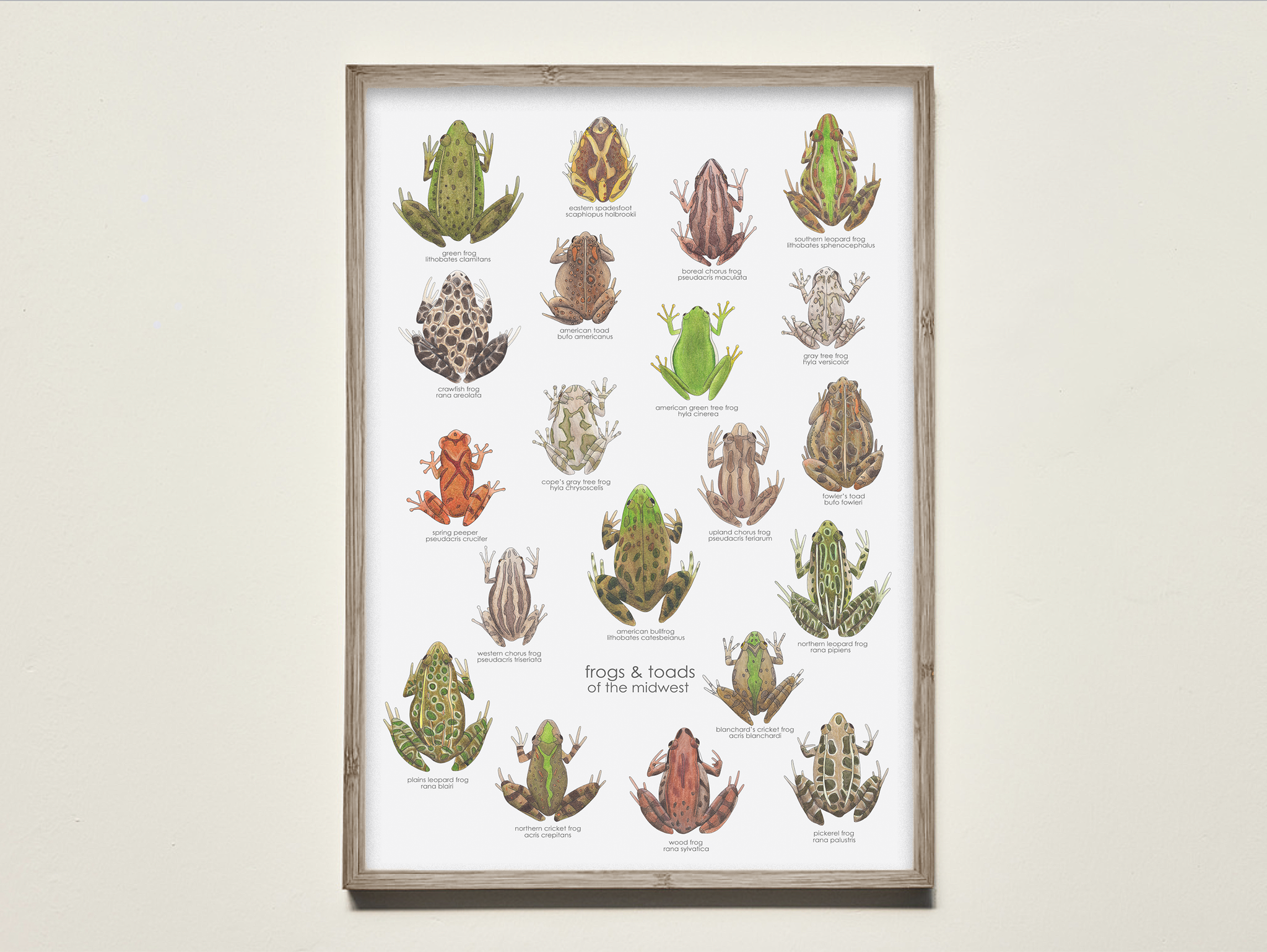 frogs & toads of the midwest — melbry//arts